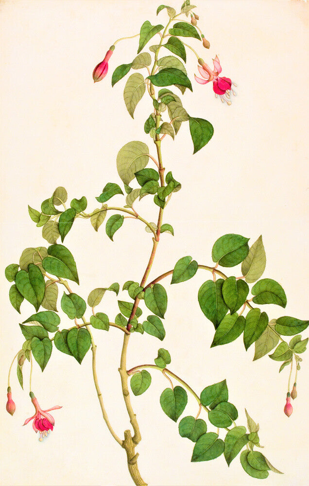 Fuschia - The Dapuri Collection