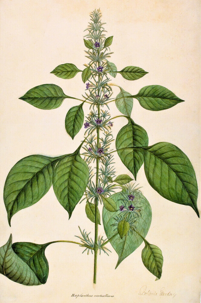 Haplanthodes Verticullatus - The Dapuri Collection