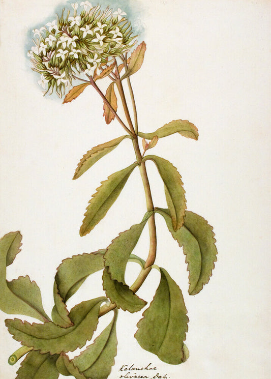 Kalanchoe Olivacea - The Dapuri Collection