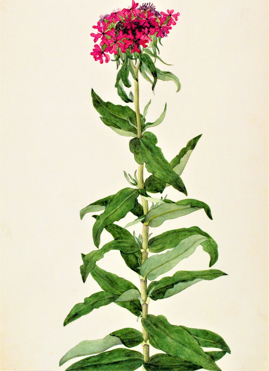 Lychnis Chalcedonica - The Dapuri Collection