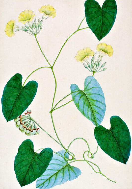 Merremia Umbellata - The Dapuri Collection