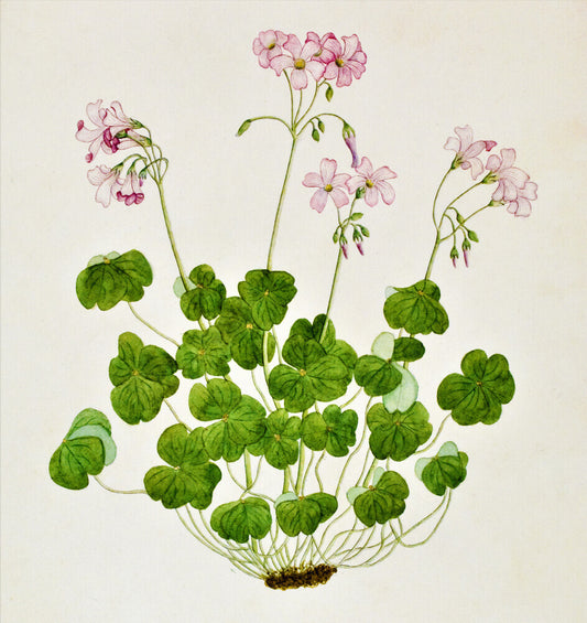 Oxalis Corymbosa