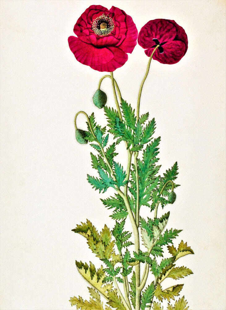 Papaver Rhoeas - The Dapuri Collection