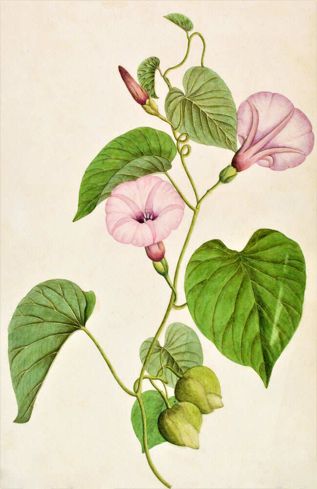 Stictocardia Tiliifolia - The Dapuri Collection
