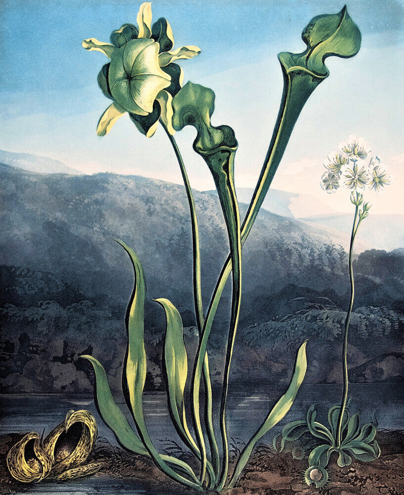 American Bog Plants by Robert John Thornton