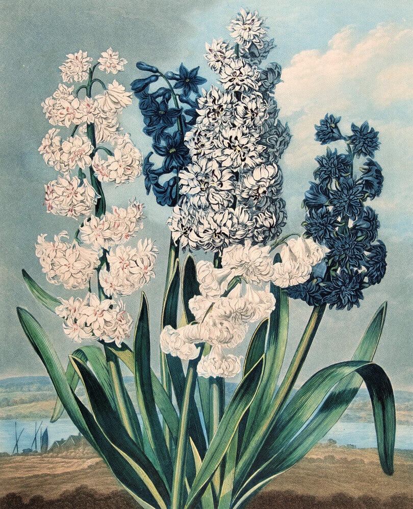 Hyacinths by Robert John Thornton