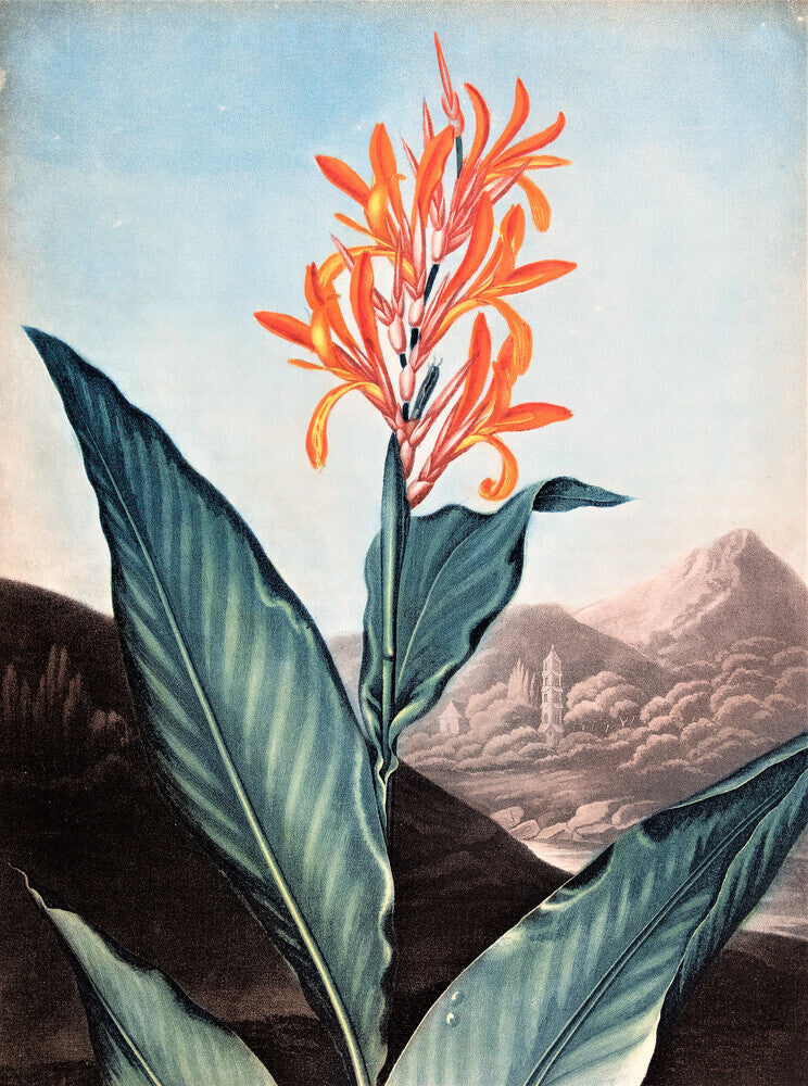 Indian Reed by Robert John Thornton