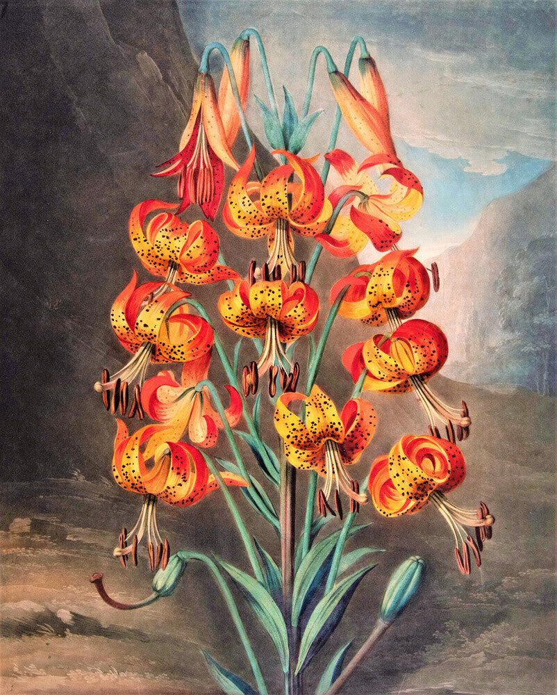 The Superb Lily by Robert John Thornton