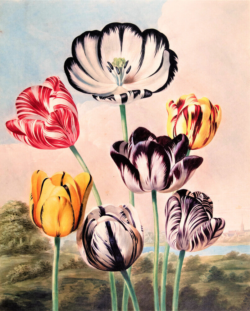 Tulips by Robert John Thornton