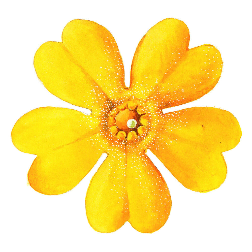 Primula bulleyana Flower by Lillian Snelling