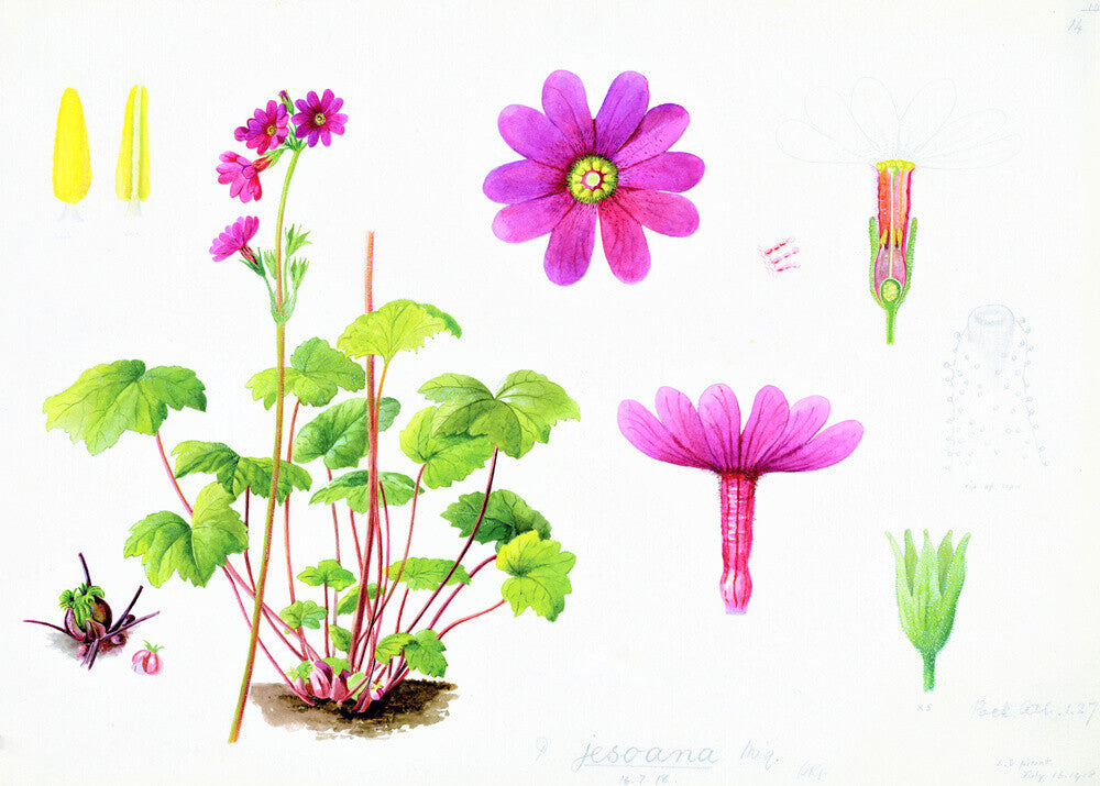 Primula jesoana by Lillian Snelling
