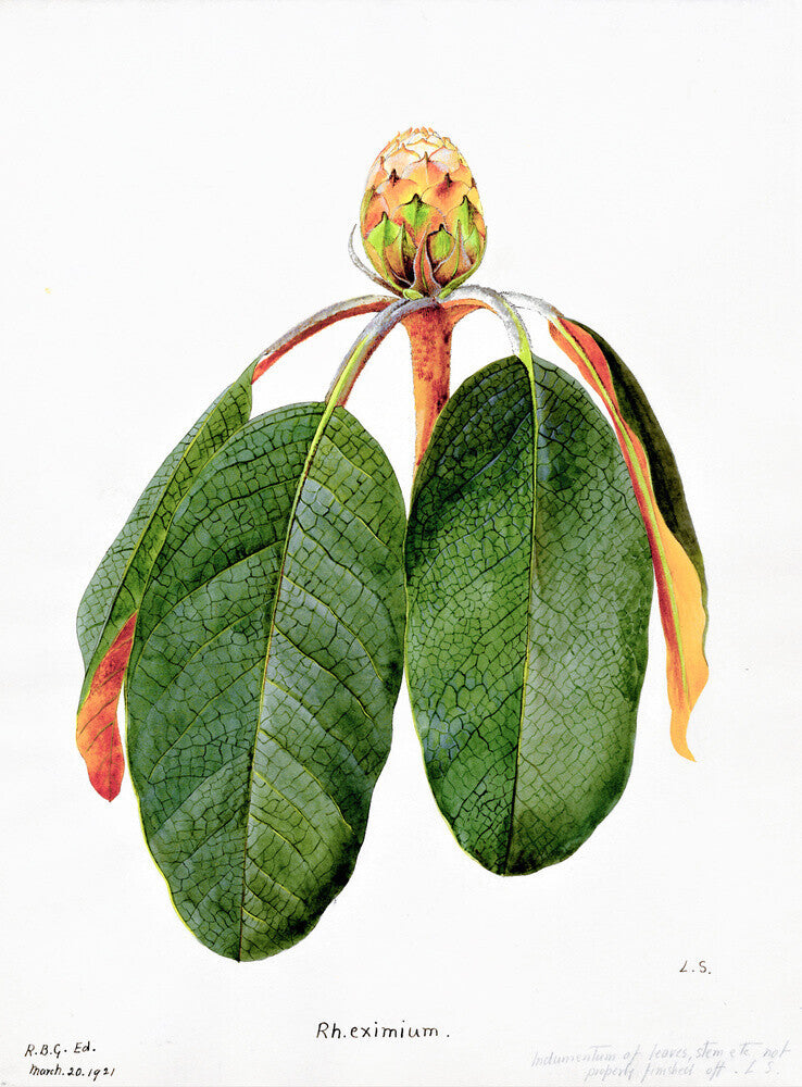 Rhododendron Falconeri by Lillian Snelling