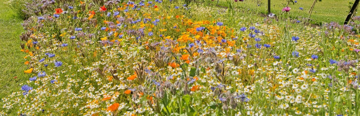 Your Garden in Summer
