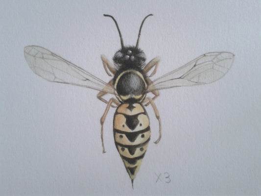 Botanical Art Skills and Techniques: Painting Pollinators