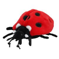 Ladybird