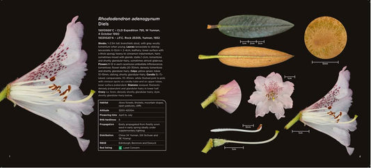 Rhododendron Dissected-Flora in close-up