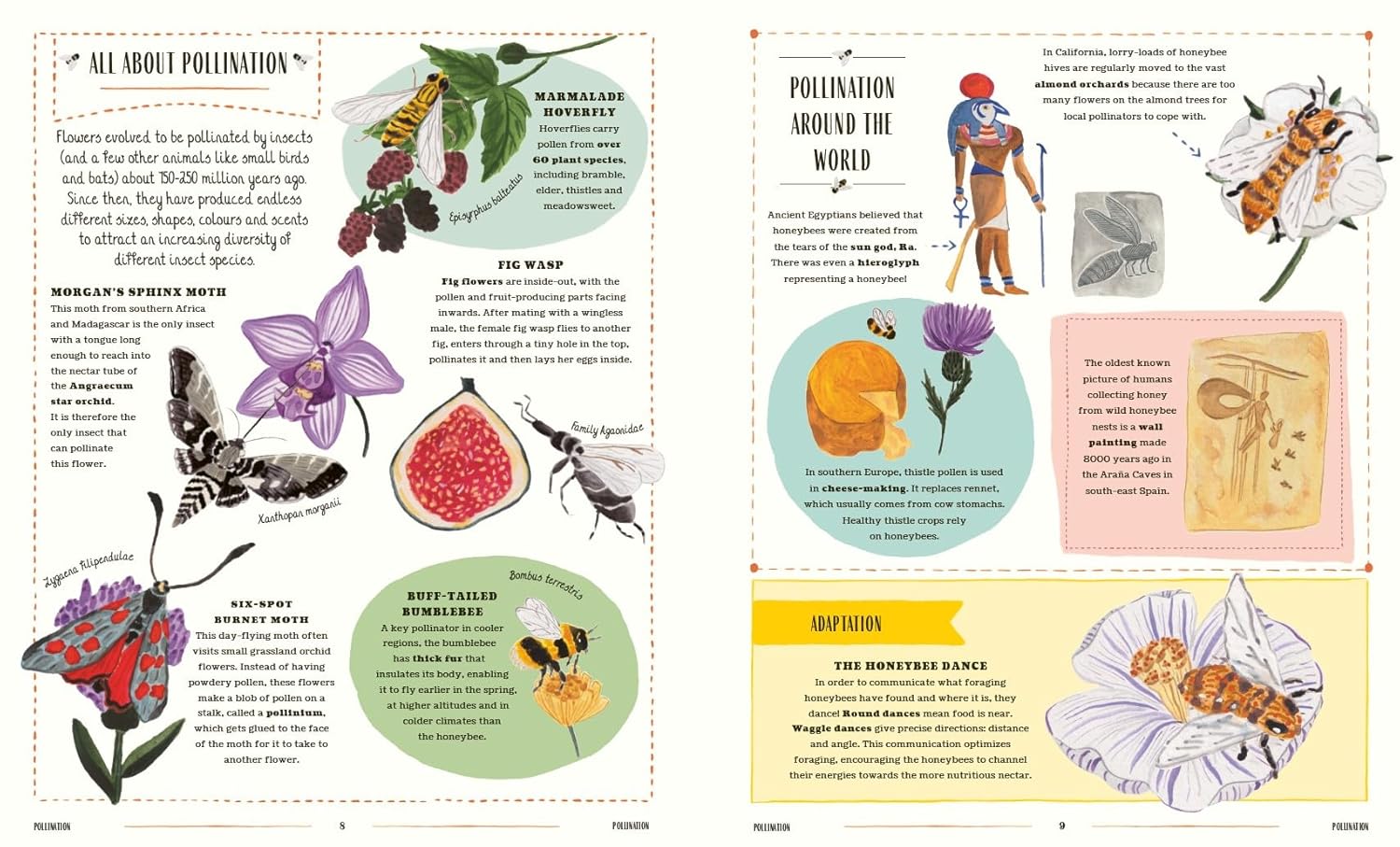 Buzz: A child's guide to bugs and bees and how to spot them