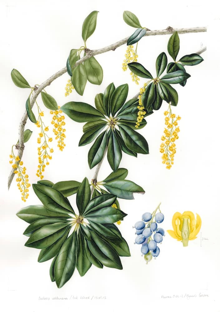 Plants from the Woods &amp; Forests of Chile