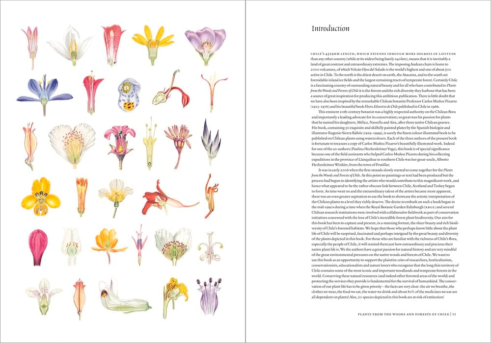 Plants from the Woods &amp; Forests of Chile