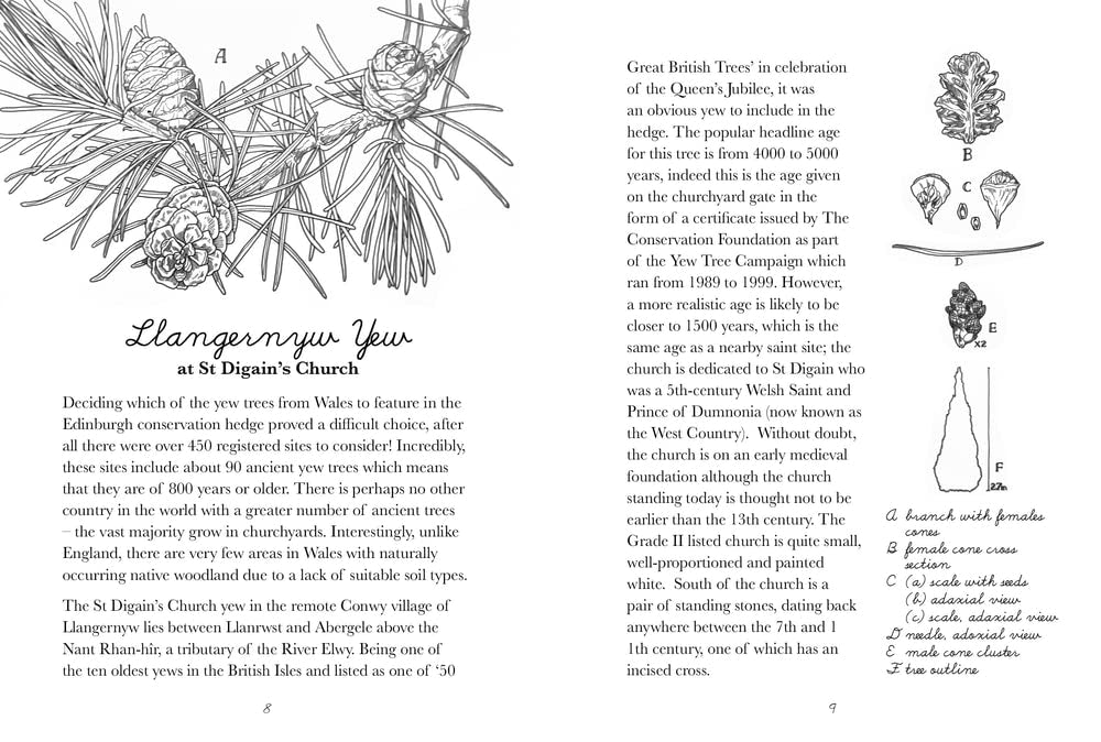 The Yew Hedge