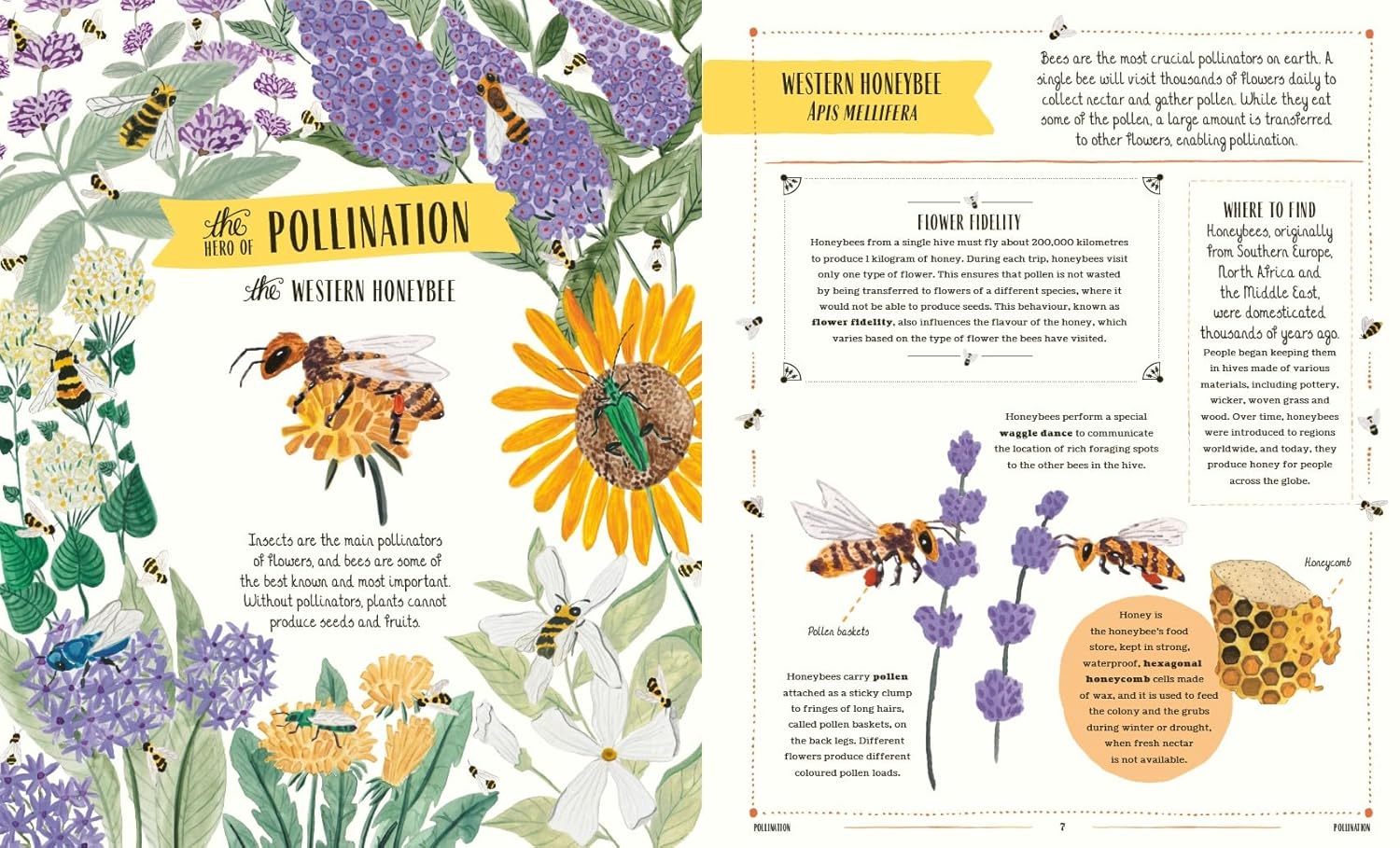 Buzz: A child's guide to bugs and bees and how to spot them
