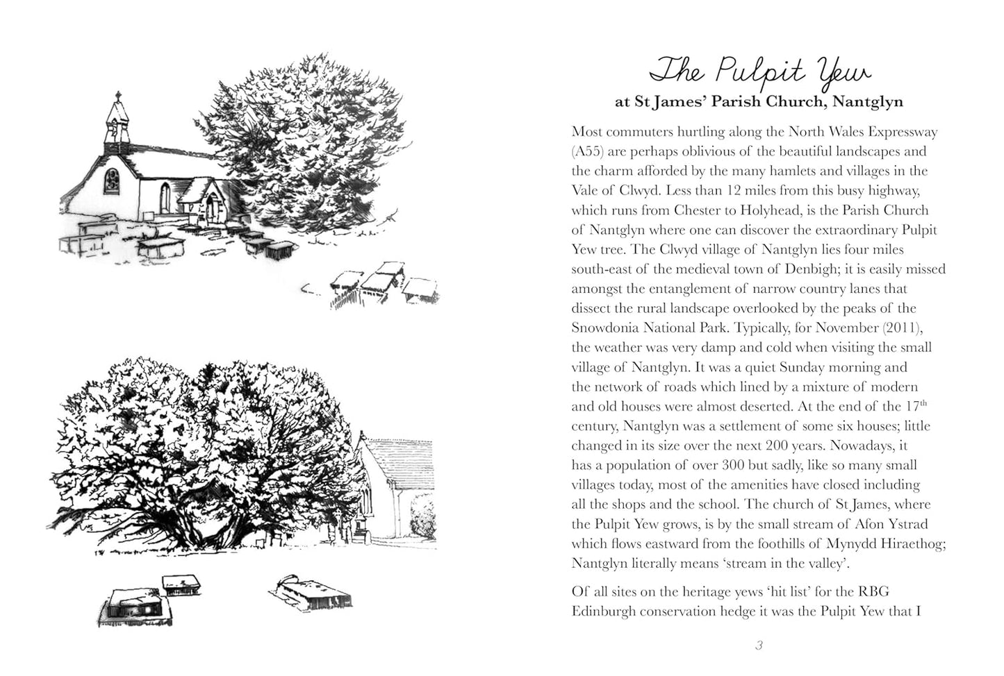 The Yew Hedge