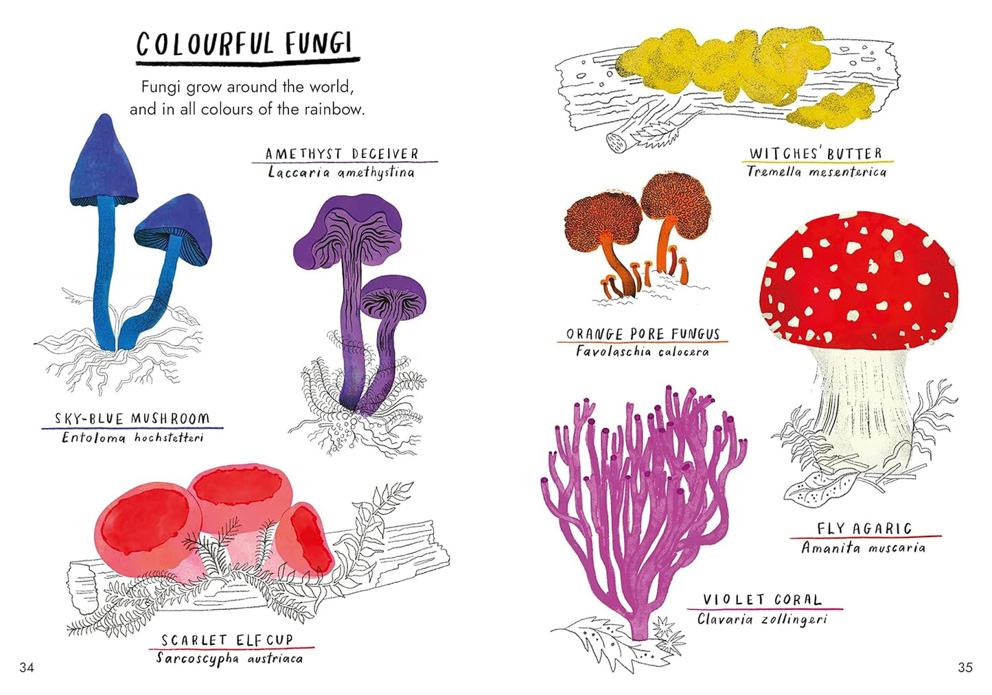 Hello Fungi: A little guide to nature