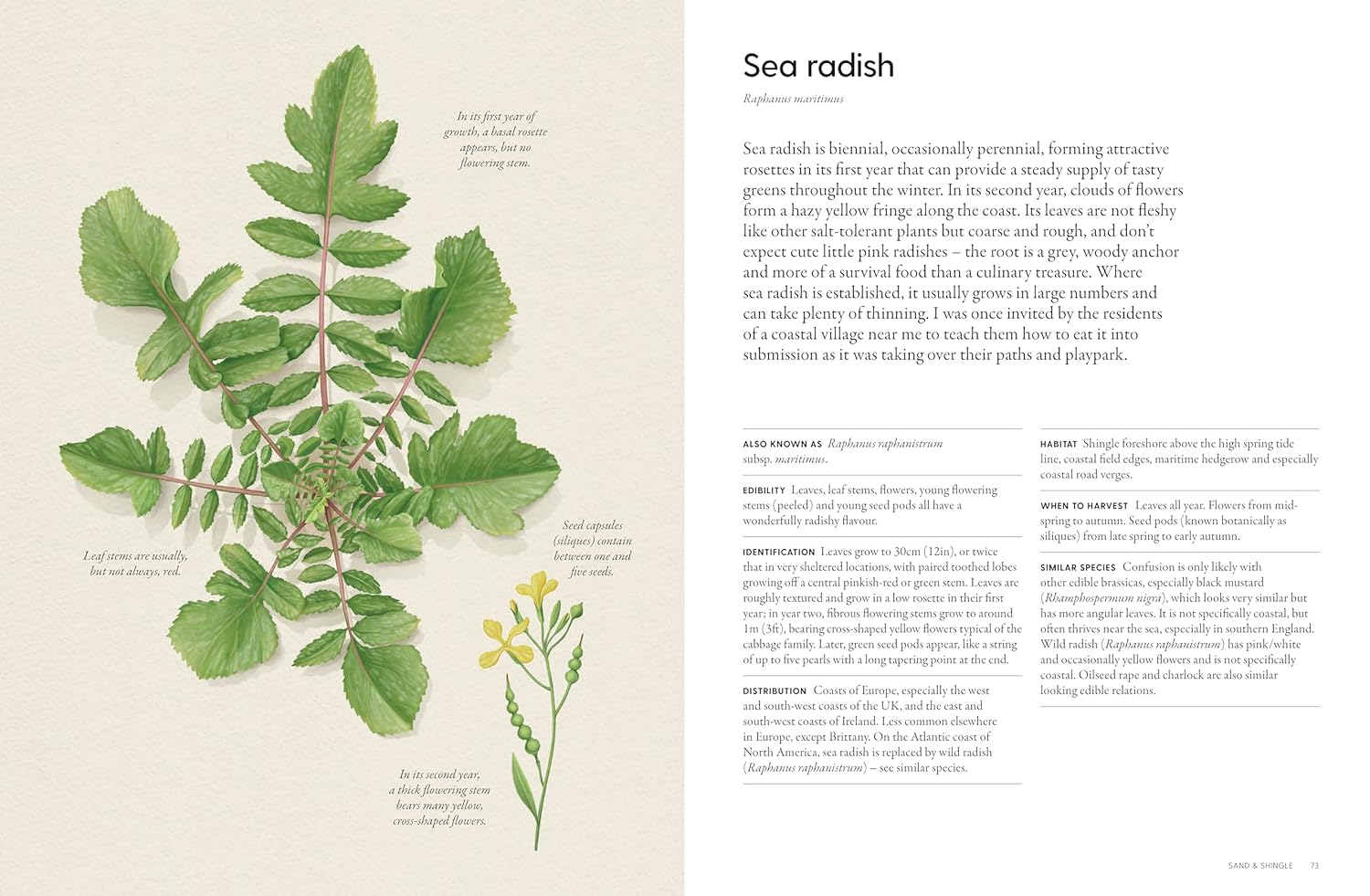 The Coastal Forager: Wild maritime food to preserve, cook, eat