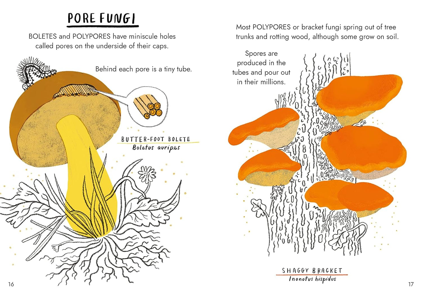 Hello Fungi: A little guide to nature