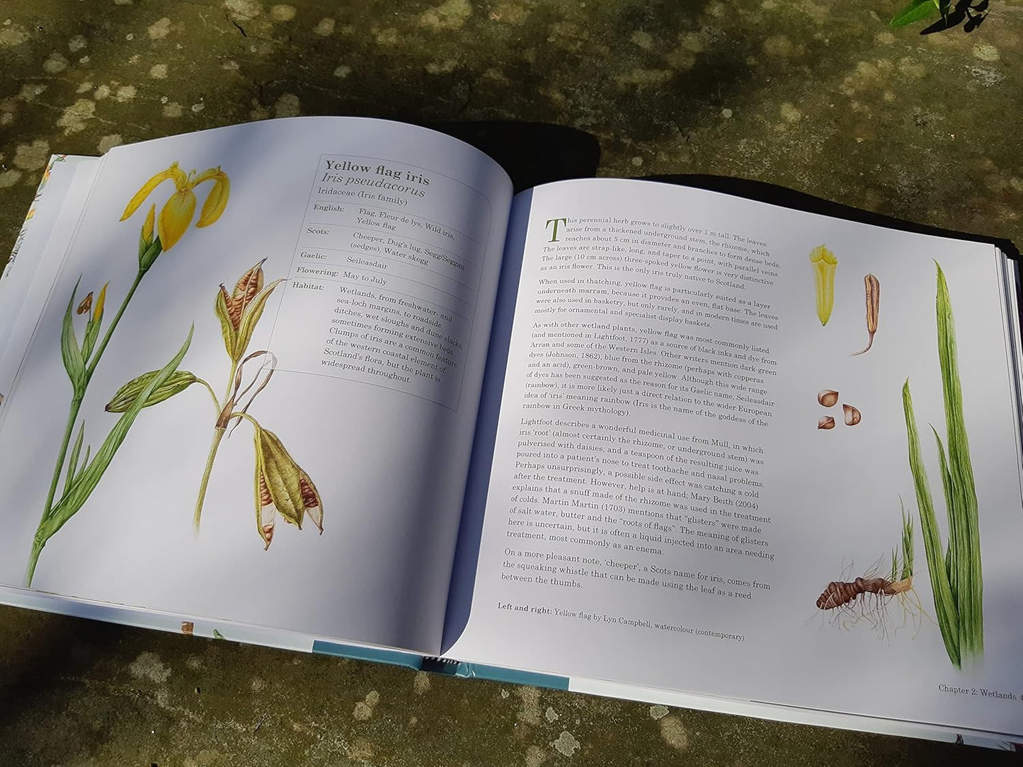 Scottish Plant Lore: An Illustrated Flora