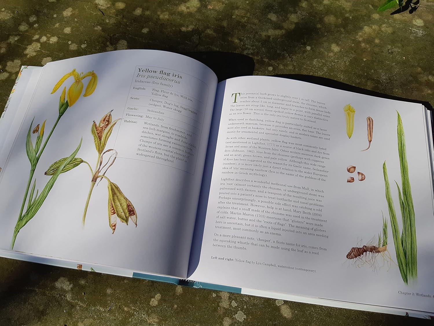 Scottish Plant Lore: An Illustrated Flora