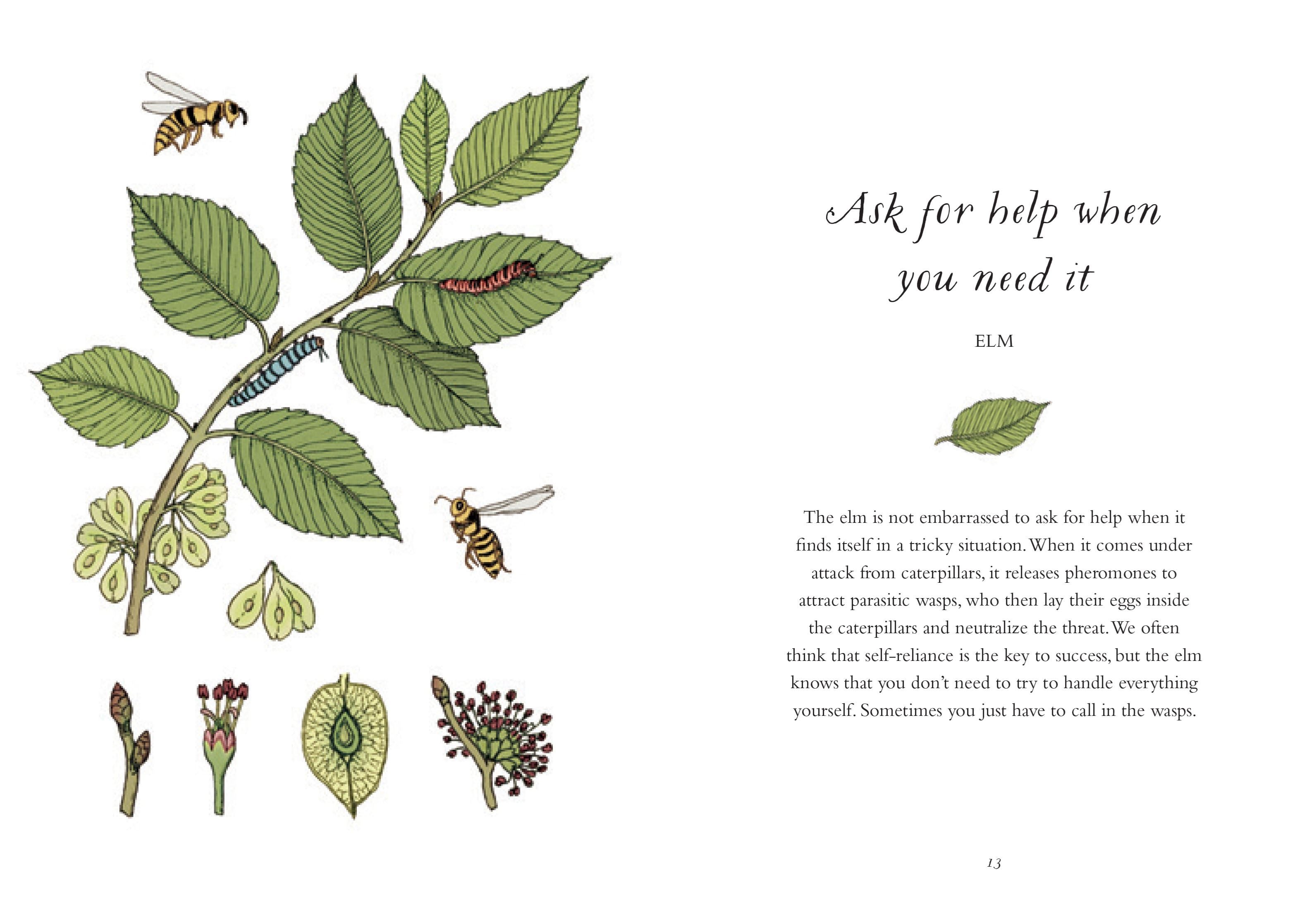 How To Be More Tree: Essential Life Lessons