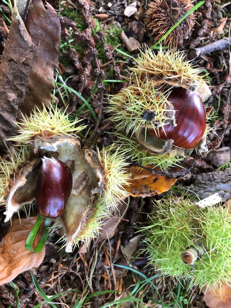 What to Forage in Autumn