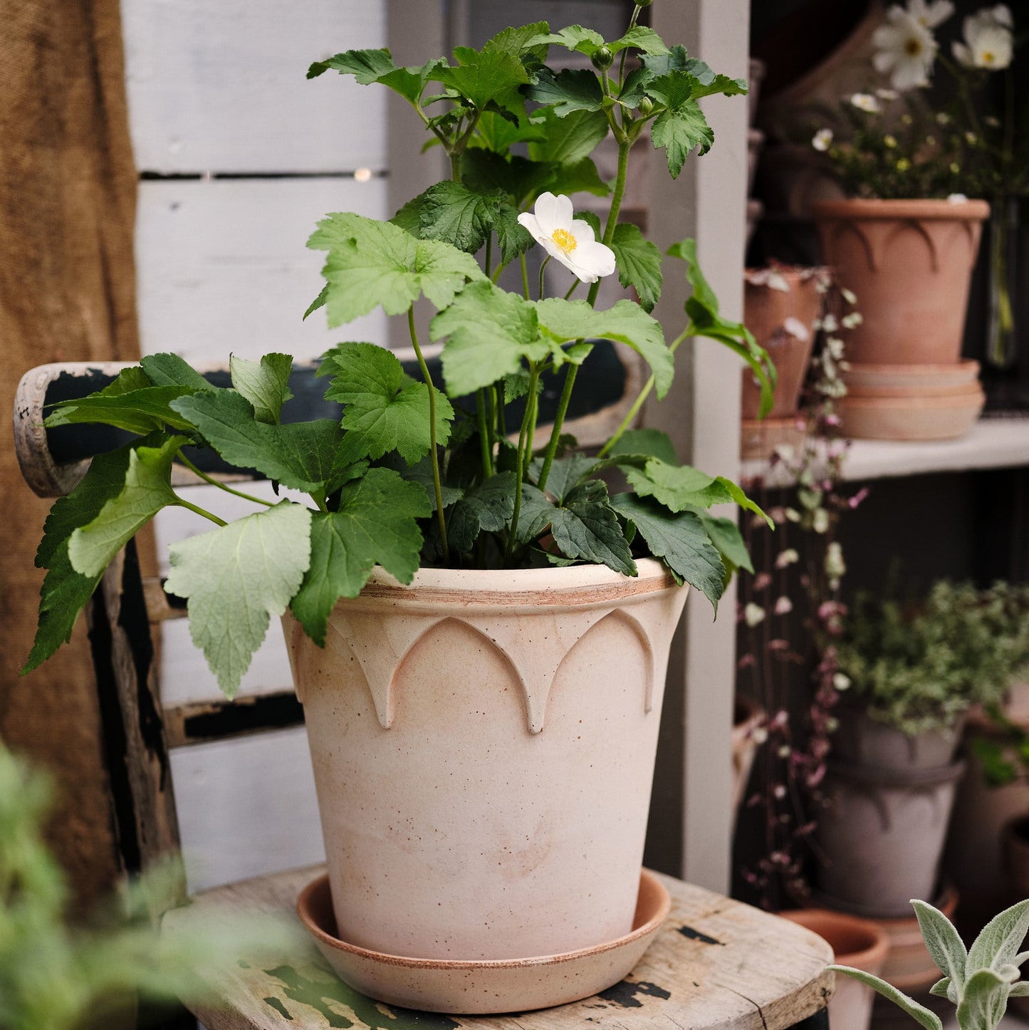 Bergs Potter - Elizabeth Terracotta Pot and Saucer 14cm