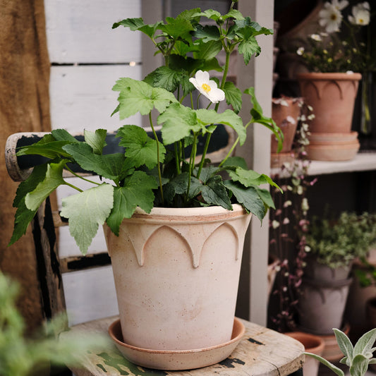 Bergs Potter - Elizabeth Terracotta Pot and Saucer 14cm