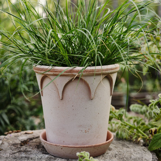 Bergs Potter - Elizabeth Terracotta Pot and Saucer 12cm