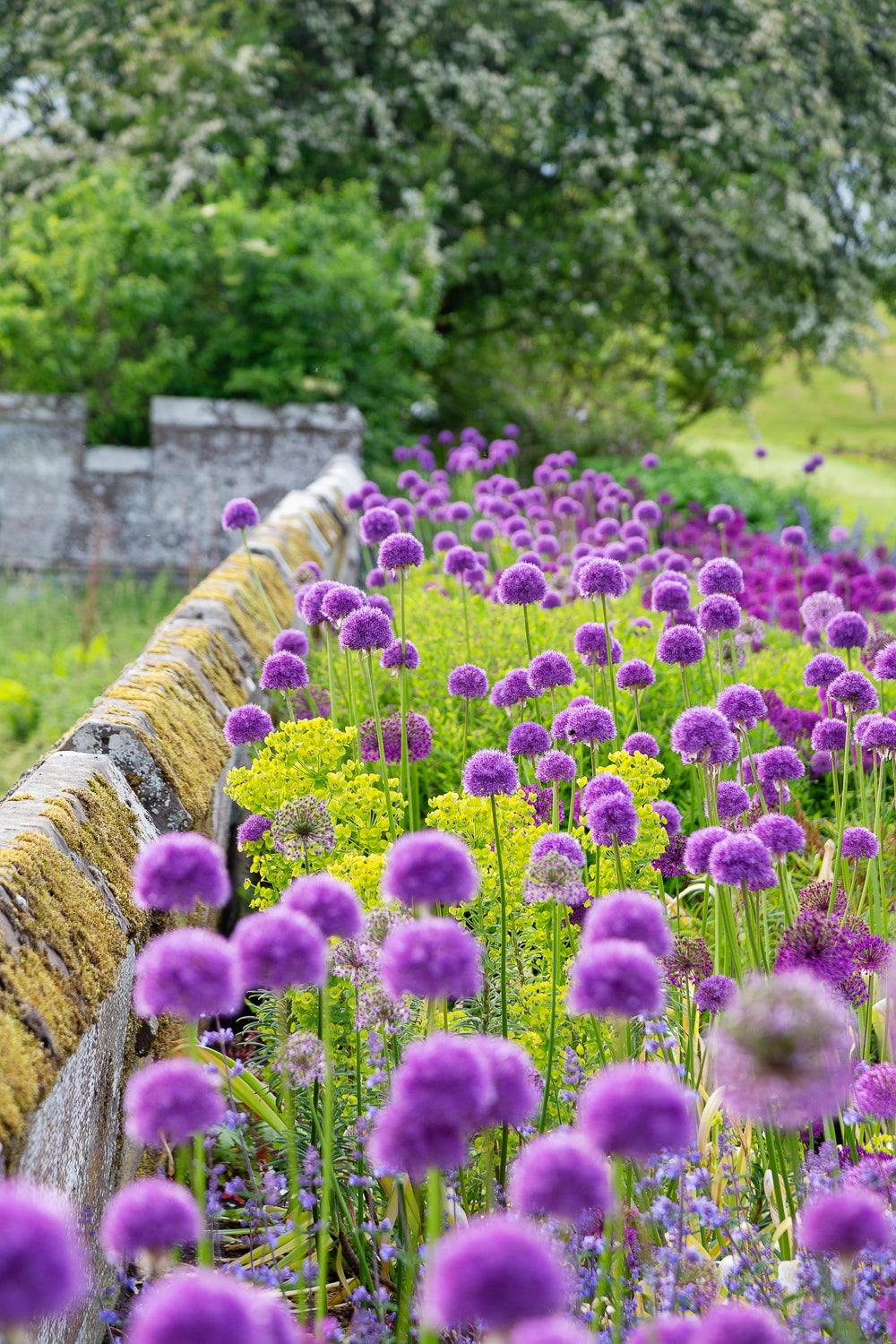 Garden & Plant Photography