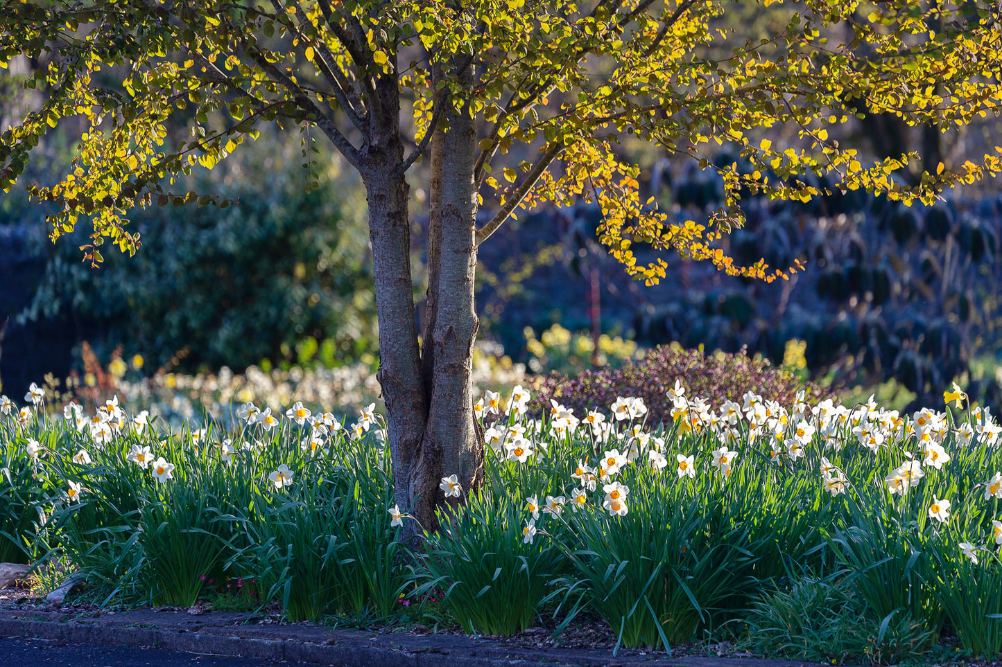 Garden & Plant Photography