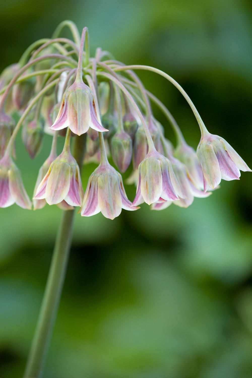 Garden & Plant Photography