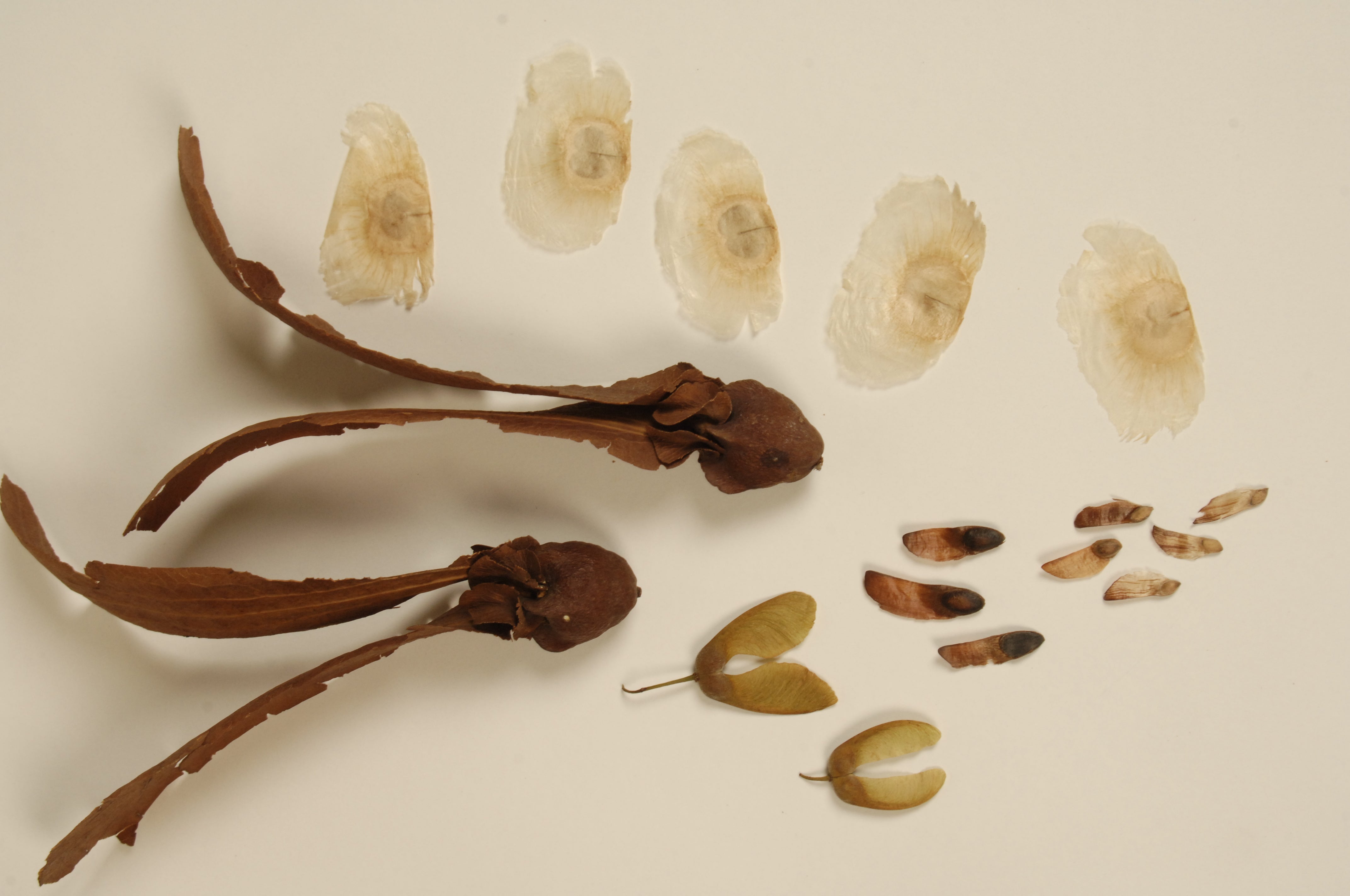 Beginning Botany