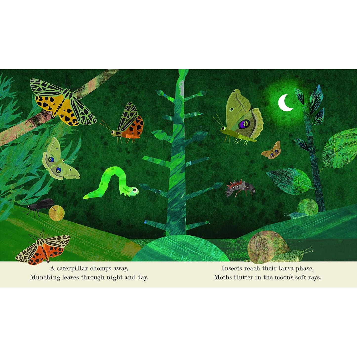Bugs: Explore a tiny world full of life
