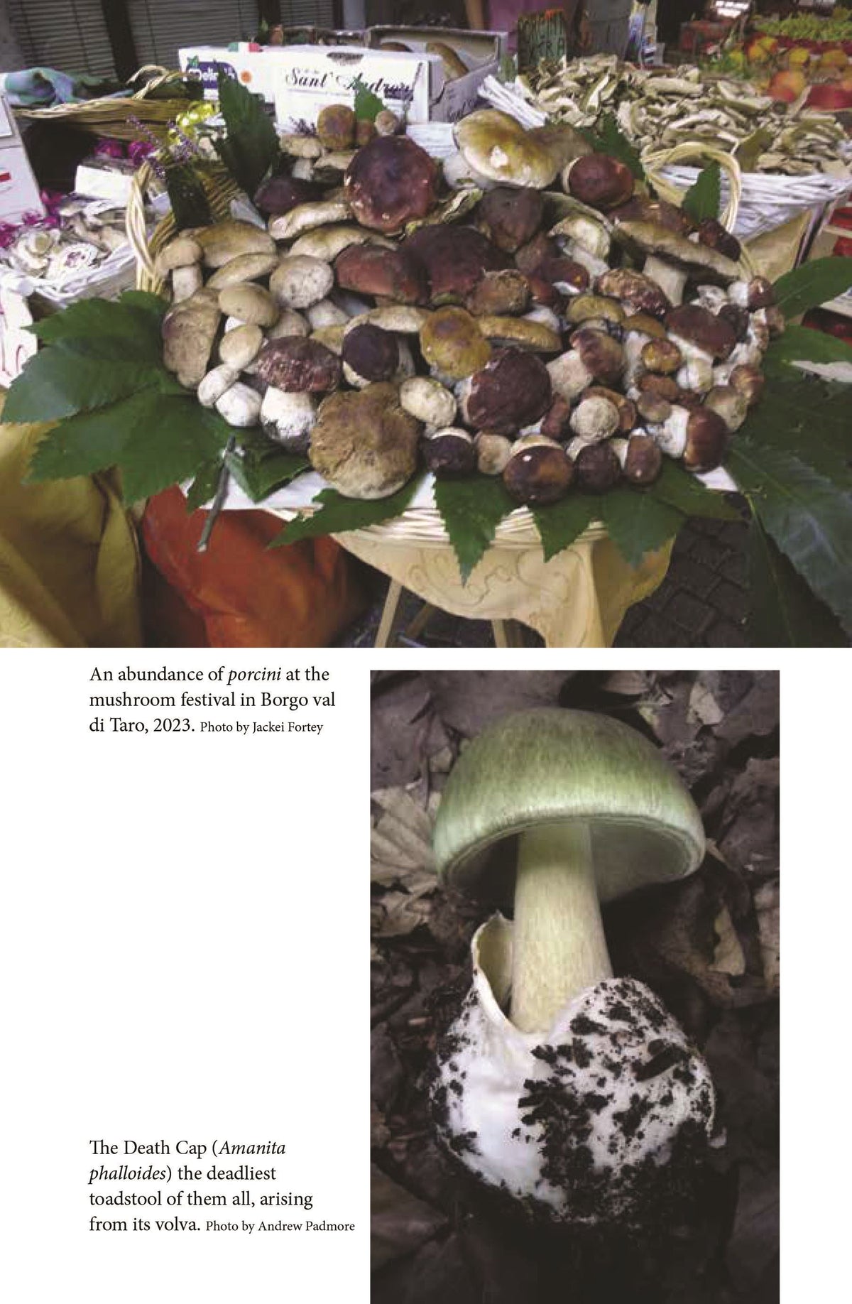 Close Encounters of the Fungal Kind
