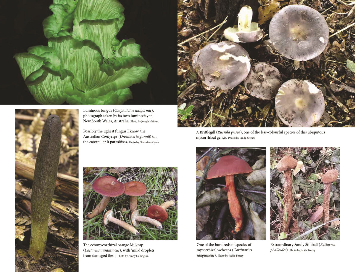 Close Encounters of the Fungal Kind