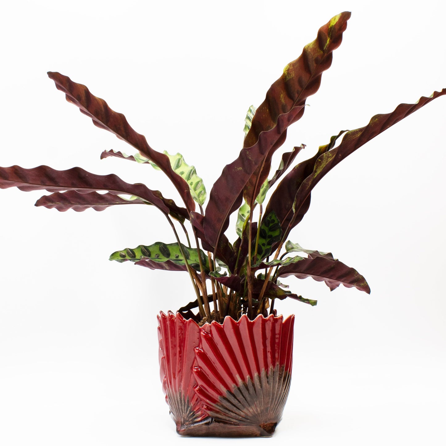 Fan Leaf Pot - Large