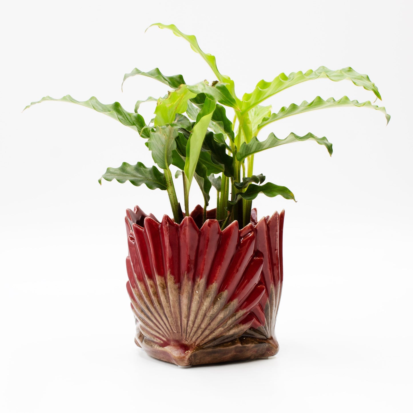 Fan Leaf Pot - Small