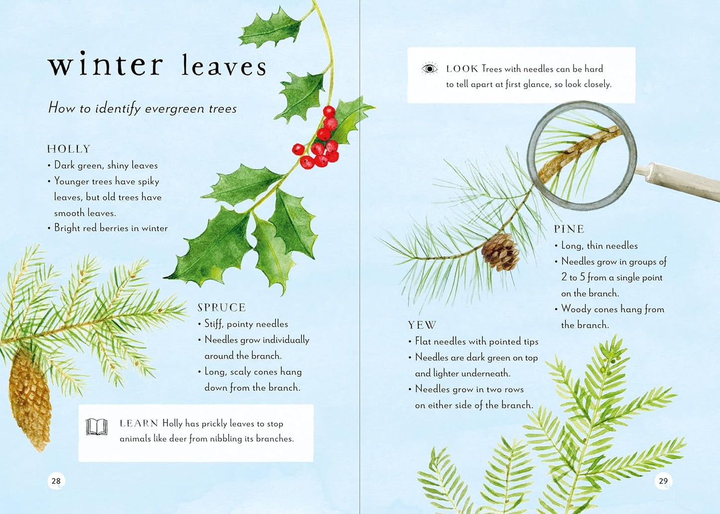 A Field Guide to Winter