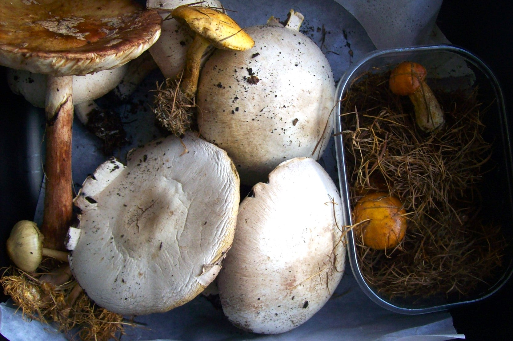 Fungi Identification for Beginners