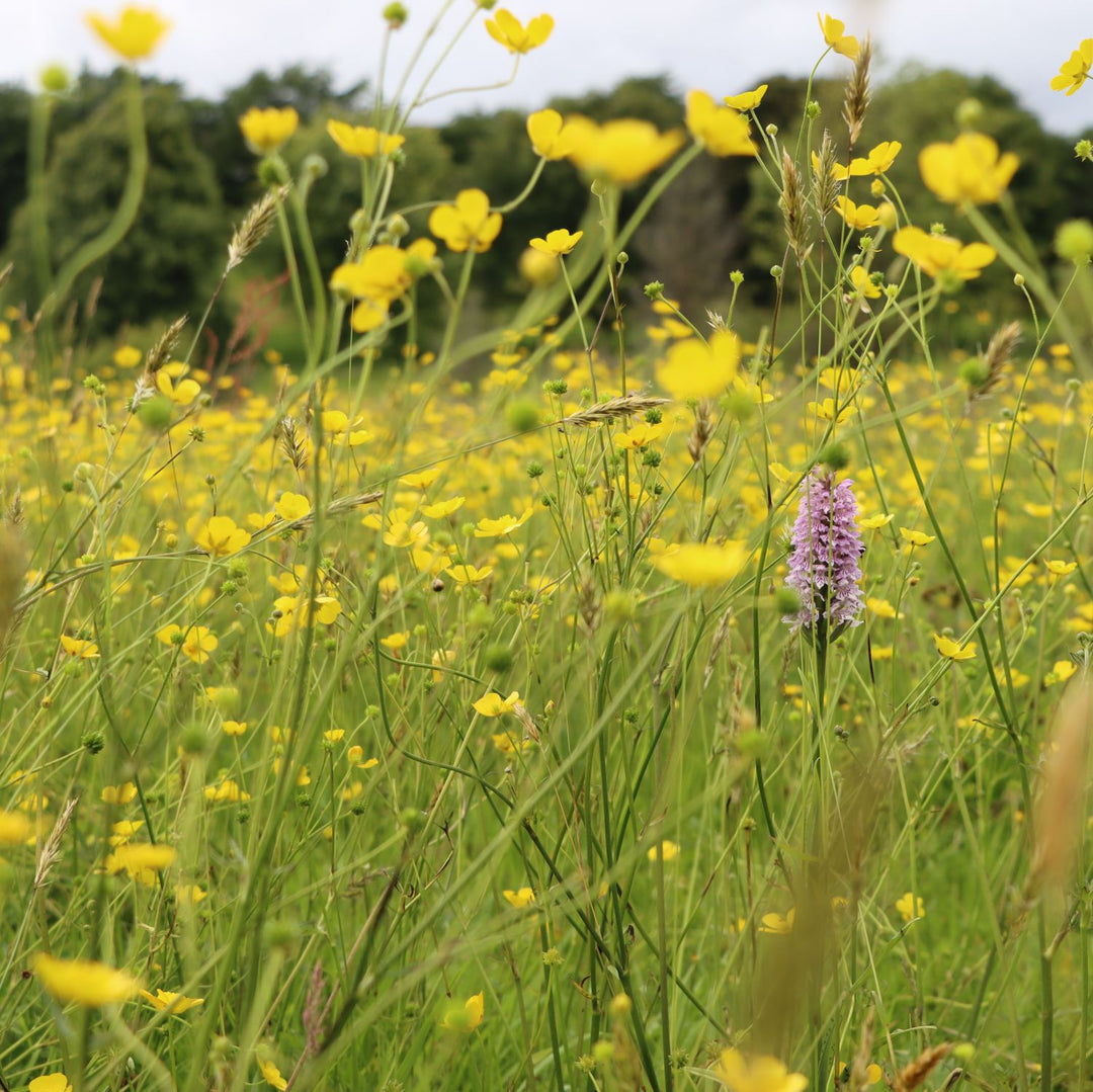 Nature-positive Amenity Grasslands Course (Online Course) – The ...