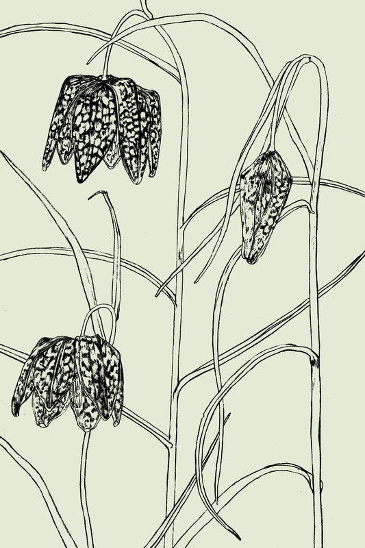 Observational Botanical Drawing with Ink April (weekend workshop)