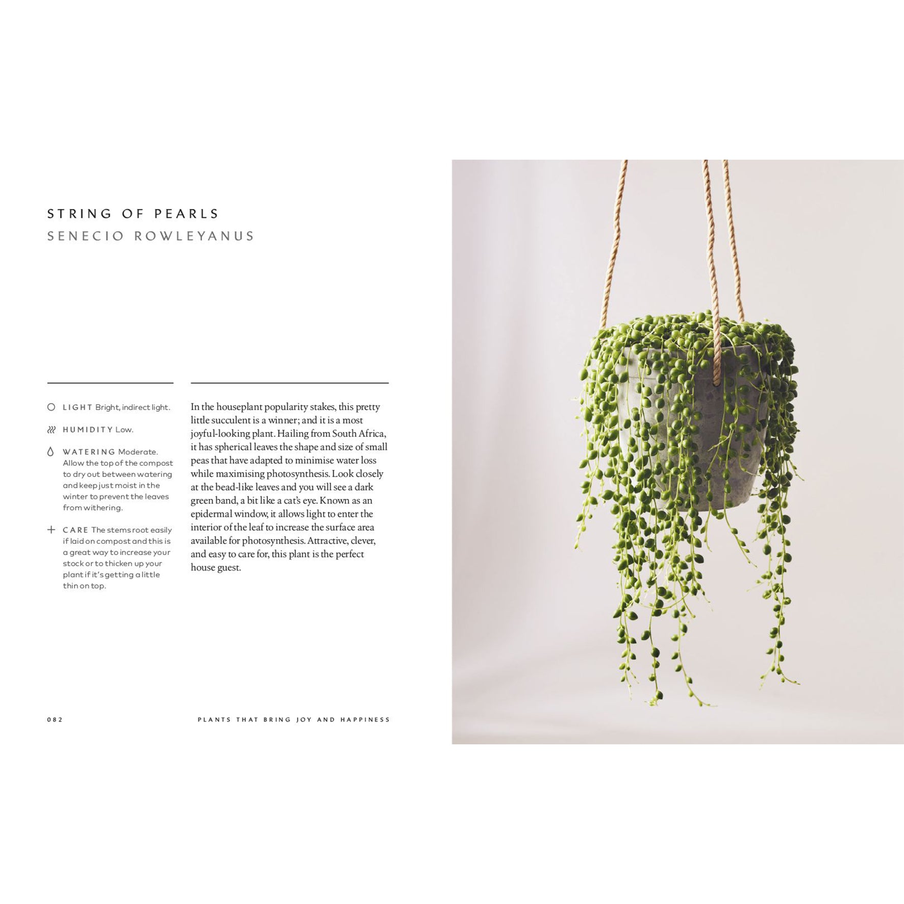 The Healing Power of Plants